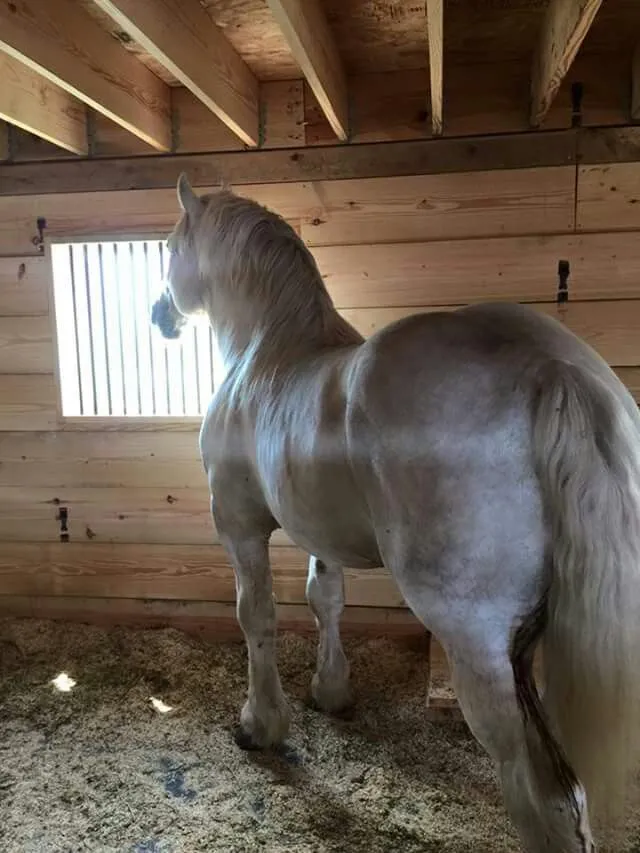 Grupos de Telegram sobre https://t.me/FALARCOMadm